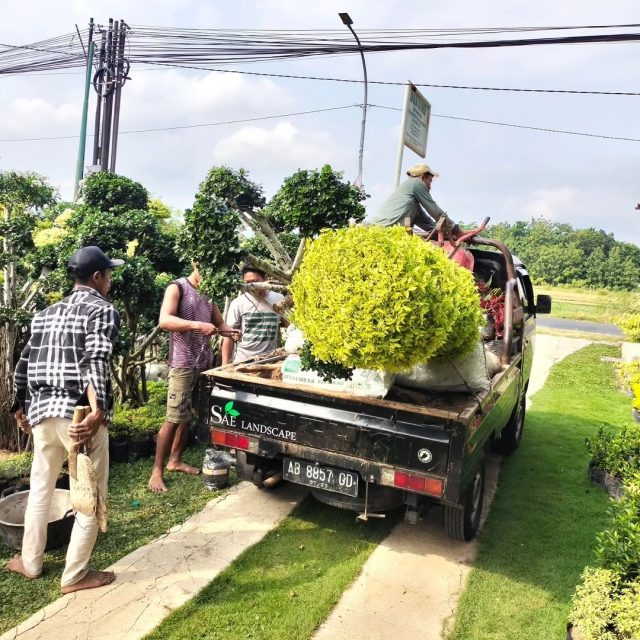 jasa taman terbaik jogja